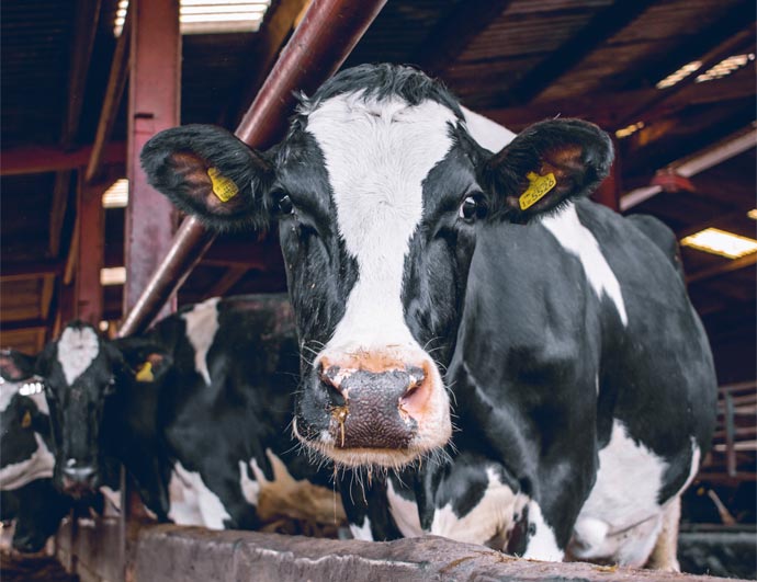 Substituição do leite de vaca  por sucedâneos lácteos potencializa desempenho zootécnico das bezerras