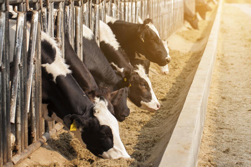Auster Nutrição Animal destaca linha de sucedâneos lácteos na Agroleite (PR).