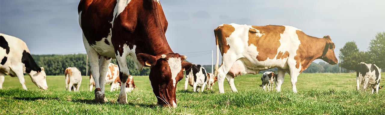 A gordura hidrogenada é uma excelente ferramenta para melhorar o desempenho das vacas leiteiras, recomenda o especialista